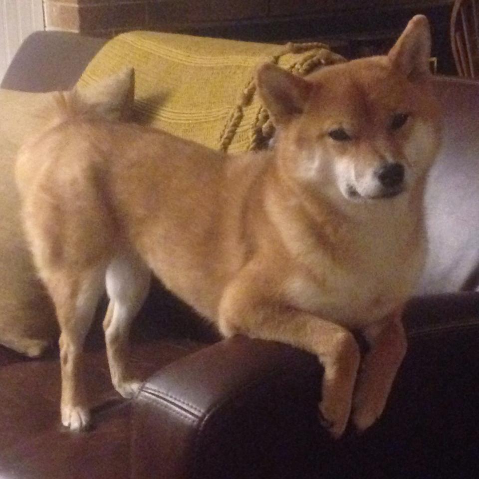 开云体育平台APP-穿红蓝球衣的魔人，当哈兰德在诺坎普演出生涯之夜