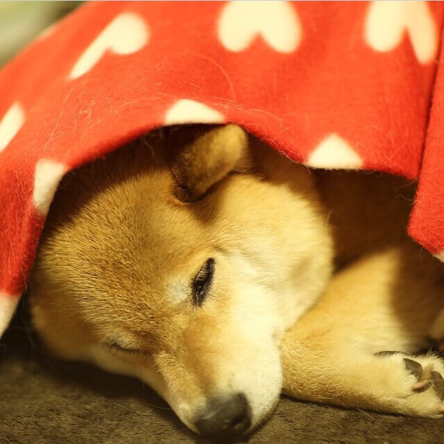 开云sport-身陷重围仍砍40分，为何说全场焦点西亚卡姆才是快船翻盘的最佳配角？