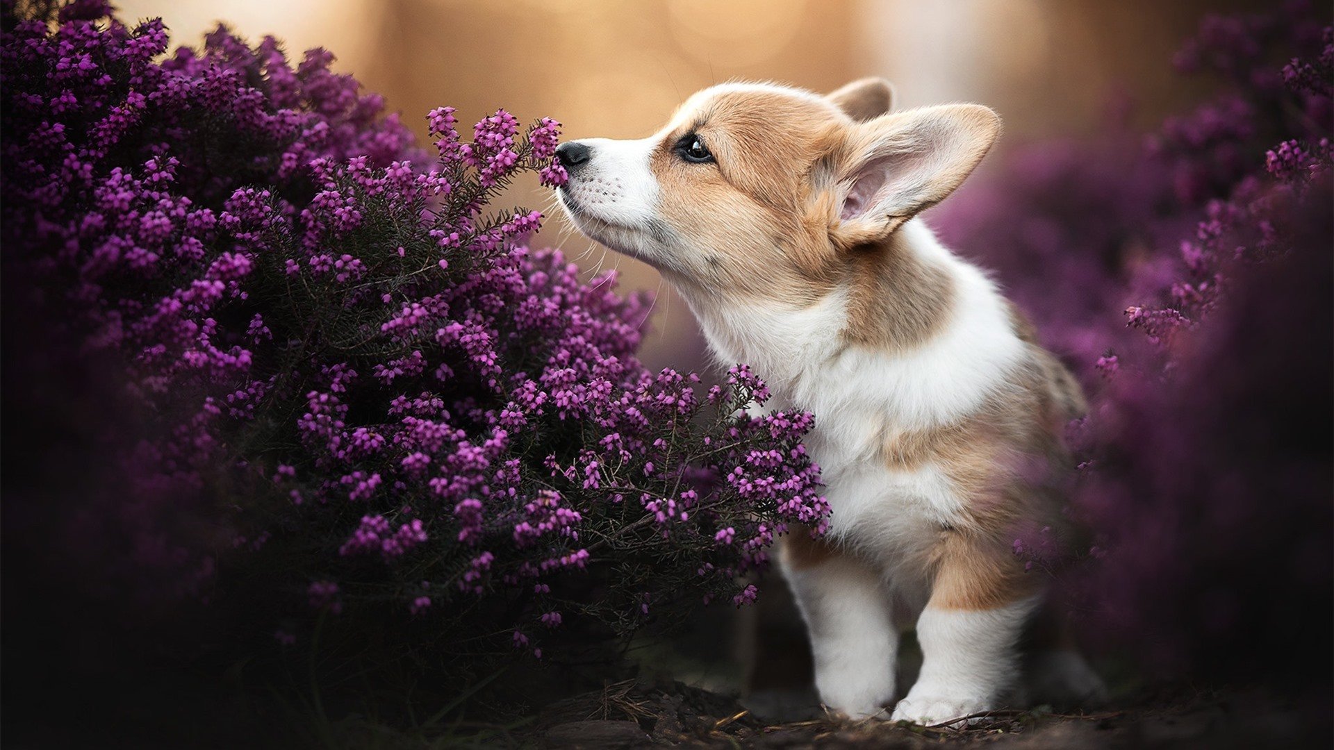 开云体育中国-唯一的独奏曲，蒂亚戈如何在雨夜为旧大陆奏响终章