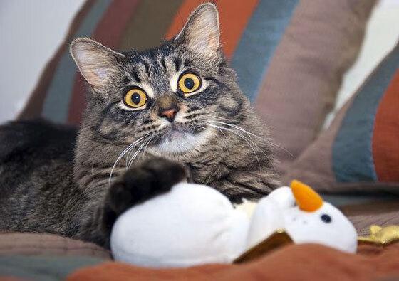 开云体育平台APP-缺席的主宰者,当卡塞米罗不在场时,他的影子笼罩了雷恩与佛罗伦萨之战