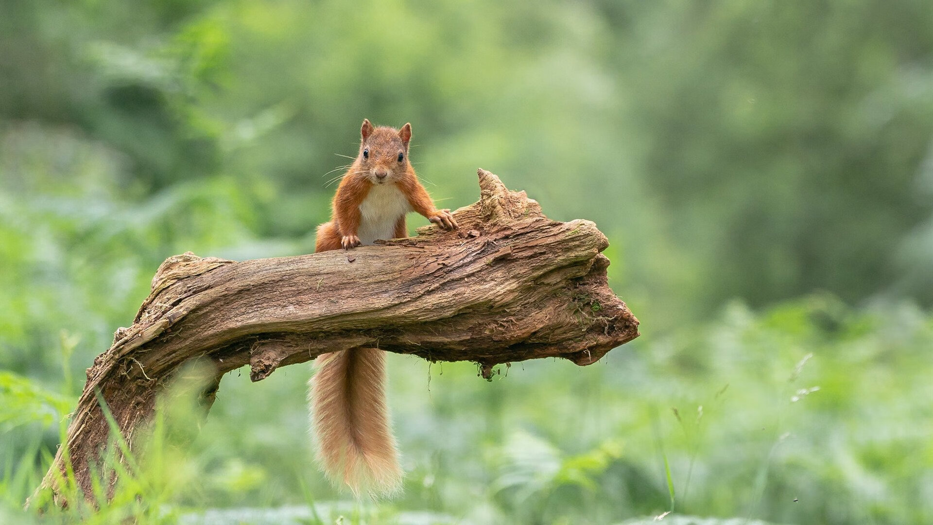 开云体育入口-平民英雄的终极试炼，舞台越大越强，戈麦斯今夜能否让马竞成为祭品？