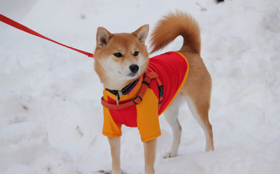 伦纳德的掌心赛道,当F1狂飙之夜遇见篮球冷面时钟