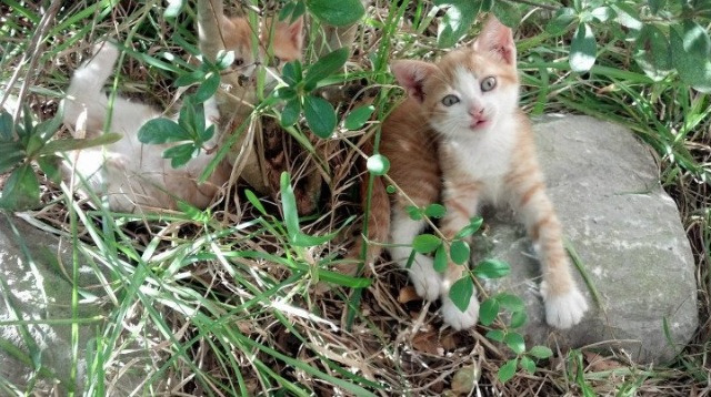 开云体育-唯一性,伟大如何被创造,而不仅仅是复制