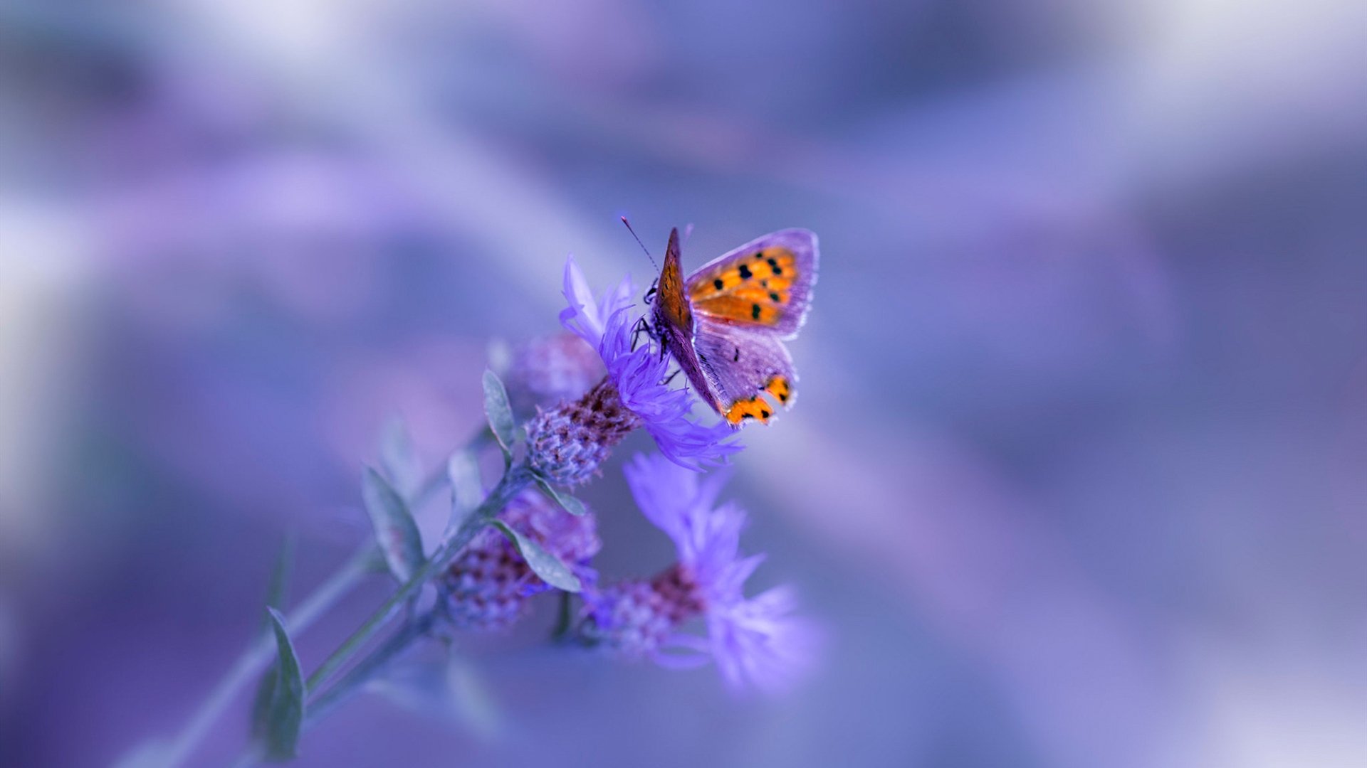 足球巨星跨界称王,贝林厄姆无争议加冕NBA总决赛之夜全场最佳