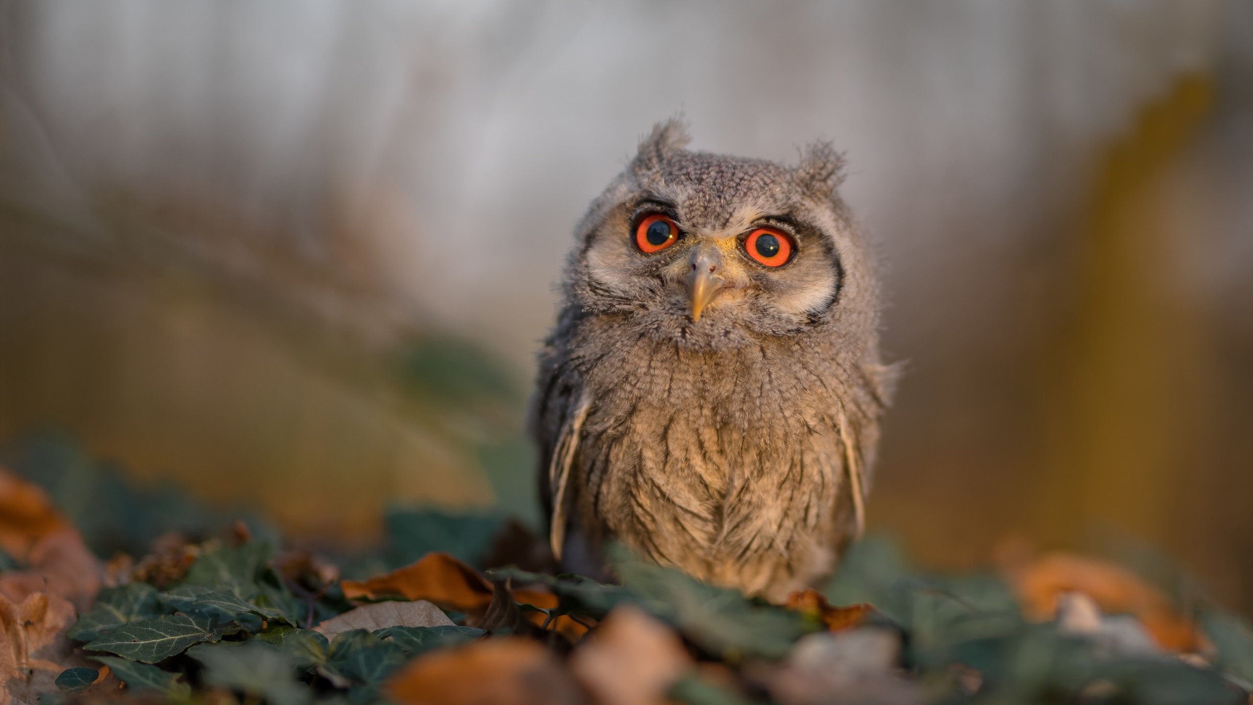 黑马逆袭！老鹰斩杀绿衫军，哈登临危救主成胜负手