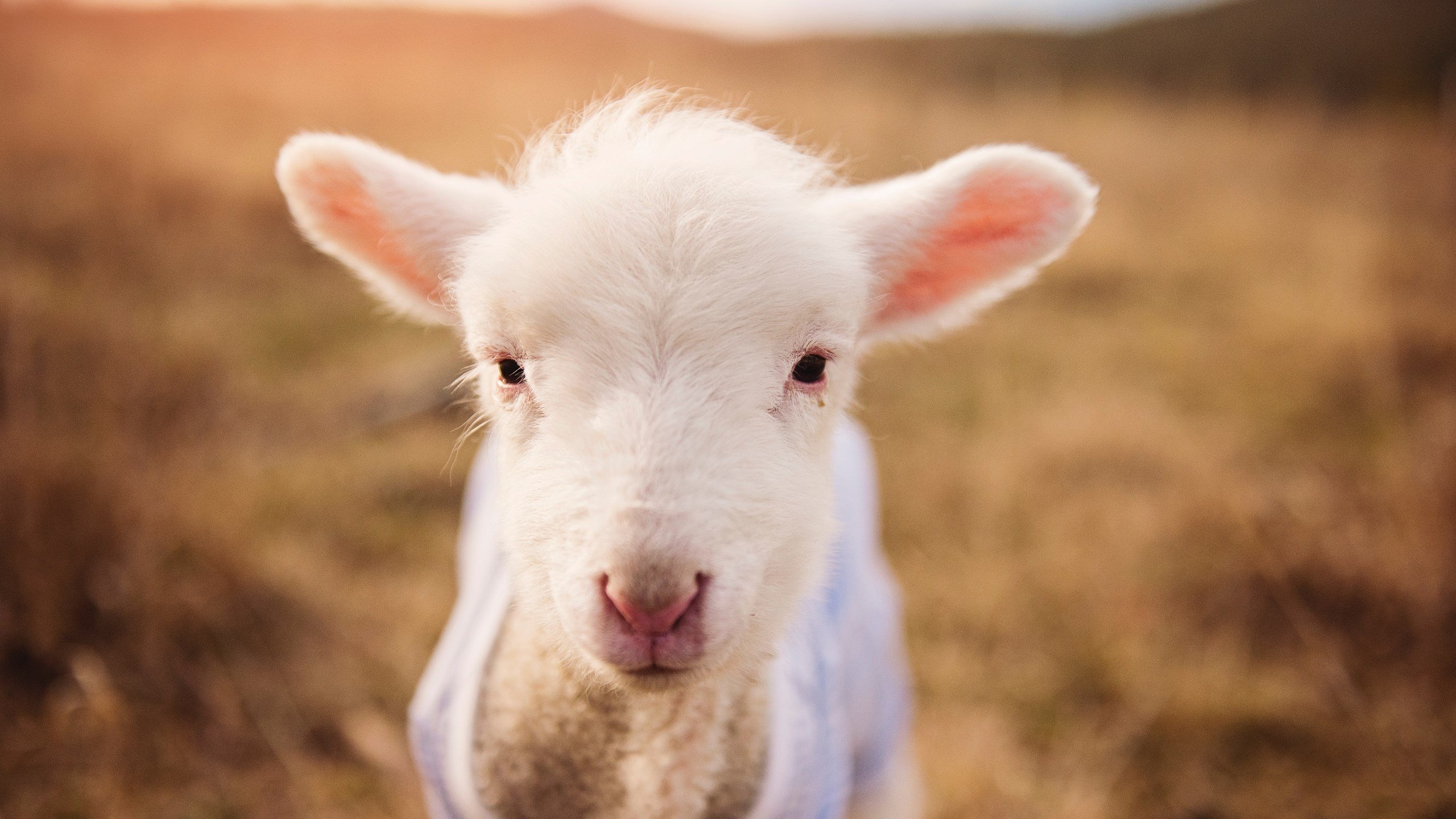 晨曦中诞生，卡拉斯科一剑封喉，让雷恩的暗夜提前降临