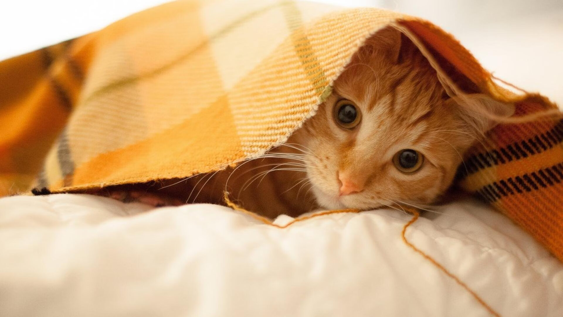 开云体育-从质疑到主宰，哈登终场冷血三分，快船逆转猛龙诠释何为关键先生