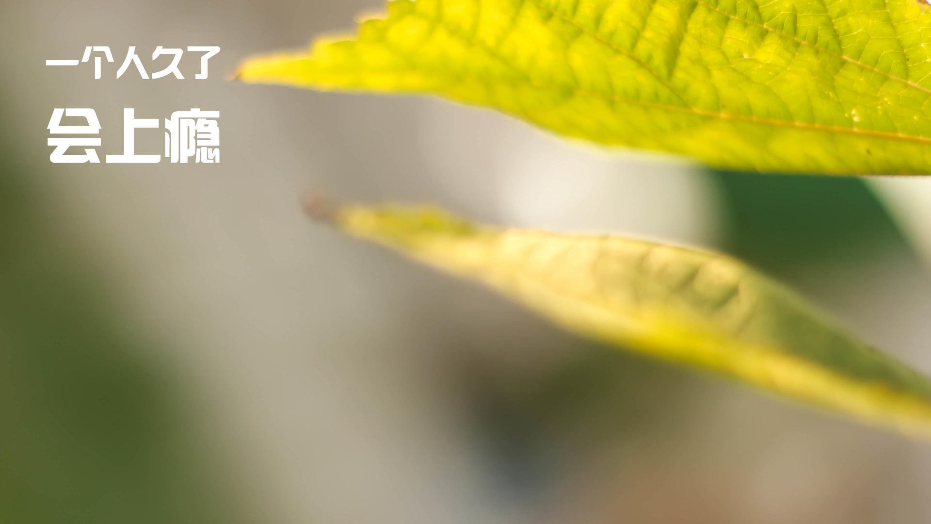 长夜奔袭,白鹿巷的两种呼吸