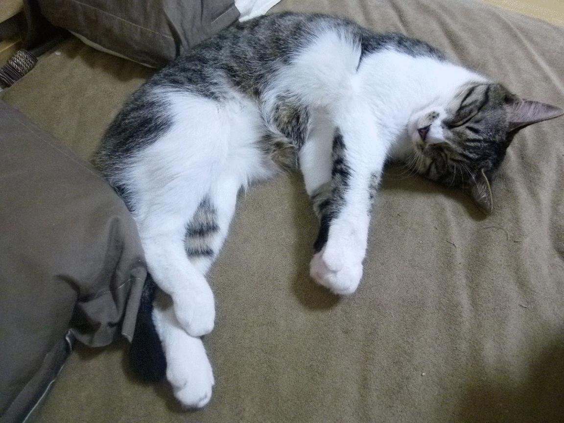 绿茵史诗，当尼日利亚的狂想力克罗马军团，阿拉巴的钢铁意志完成终极救赎