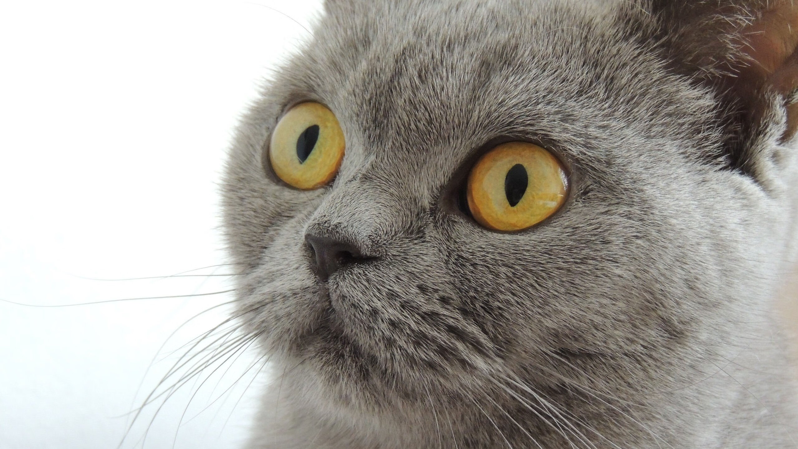 节奏之战，从加拉加斯到绿茵场的掌控艺术