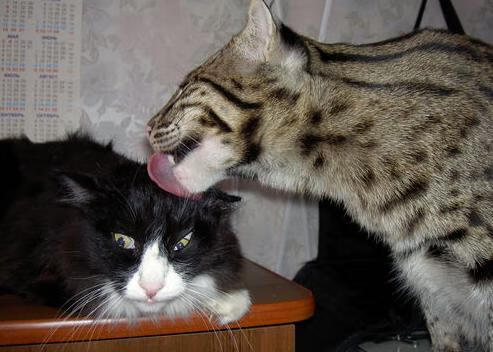 开云体育app-巴黎在望，帕尔默的尖刀如何为澳大利亚足球开辟新航路